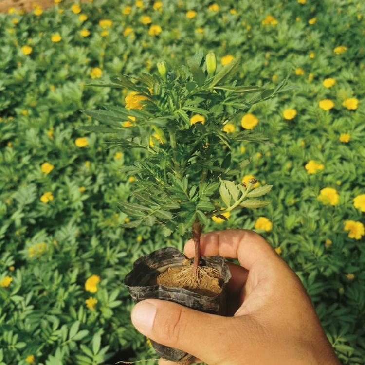 现挖现卖多色孔雀草孔雀草幼苗常用解决方案