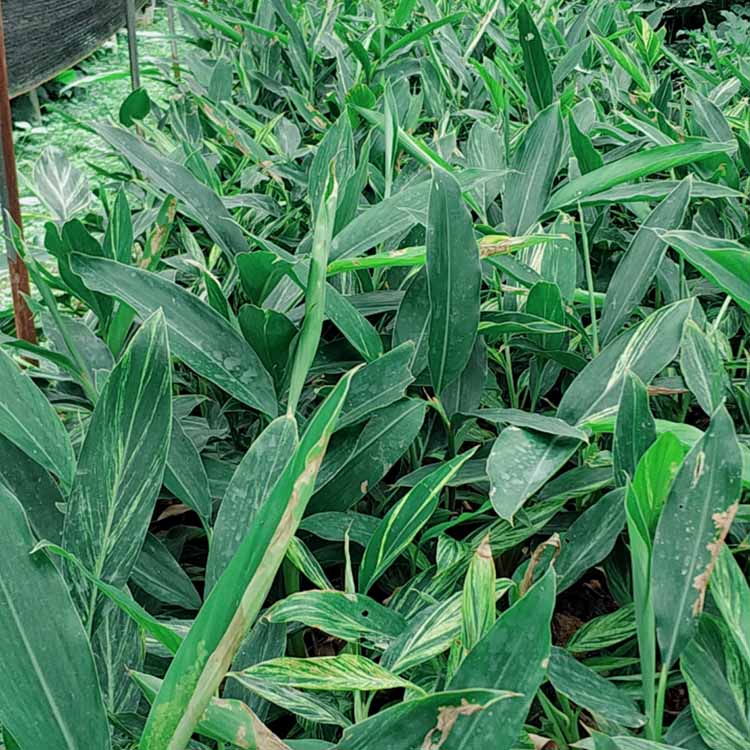 花叶良姜杯苗花叶良姜工程苗艳山姜彩叶姜基地直供