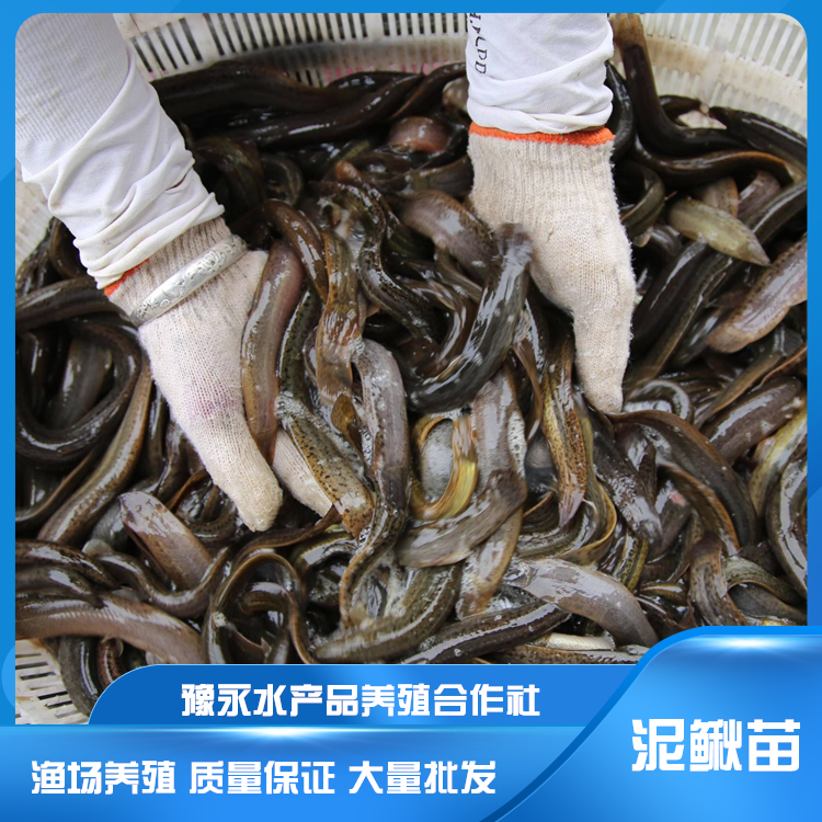 安徽芜湖市泥鳅繁育技术 泥鳅苗的价格 泥鳅苗养殖费用