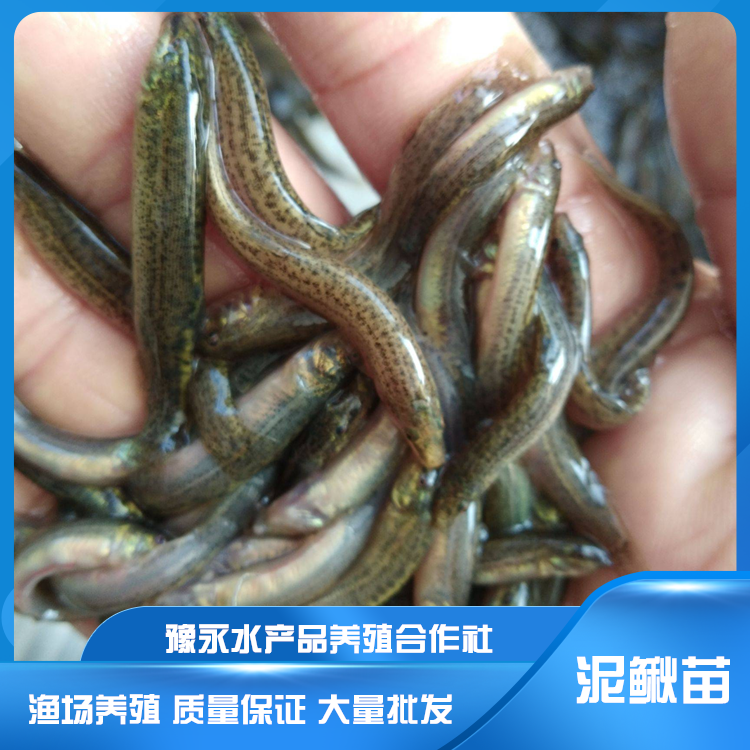 河北石家庄市泥鳅苗的成活率 台湾泥鳅苗养殖方法小泥鳅苗种