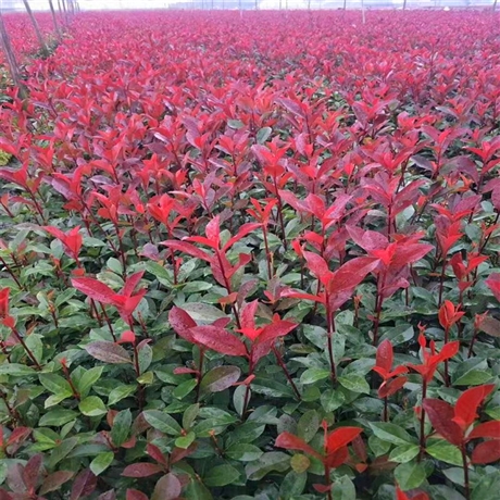 鹤壁红叶石楠杯苗红叶石楠色块苗