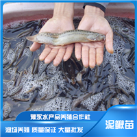 安徽宣城市泥鳅繁育基地 泥鳅苗批发价格 泥鳅苗养殖费用