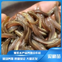 台湾泥鳅苗价格  泥鳅苗繁殖 大量批发