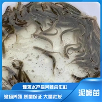 台湾泥鳅苗价格  泥鳅苗繁殖 养殖场销售