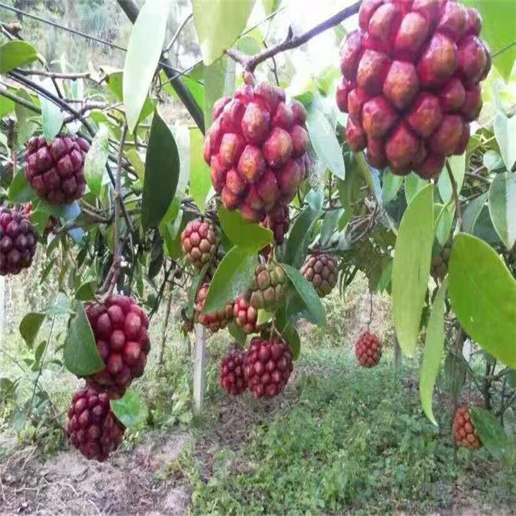 欢乐 布福娜 布福娜水果 规格齐全