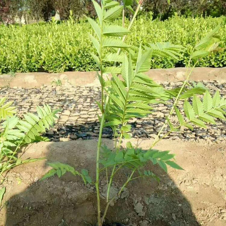 丹东批发鸡树条荚蒾东北鸡树条诚信服务