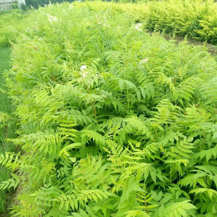 鞍山天目琼花树苗种子鸡树条批发值得信赖