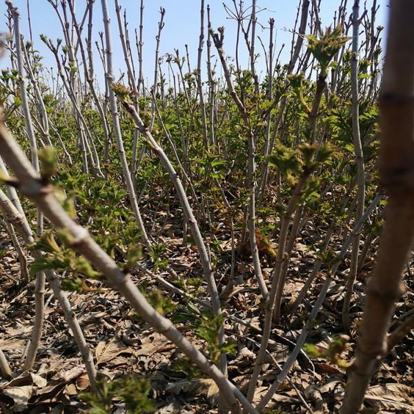 抚顺鸡树条种植基地种子鸡树条来电咨询