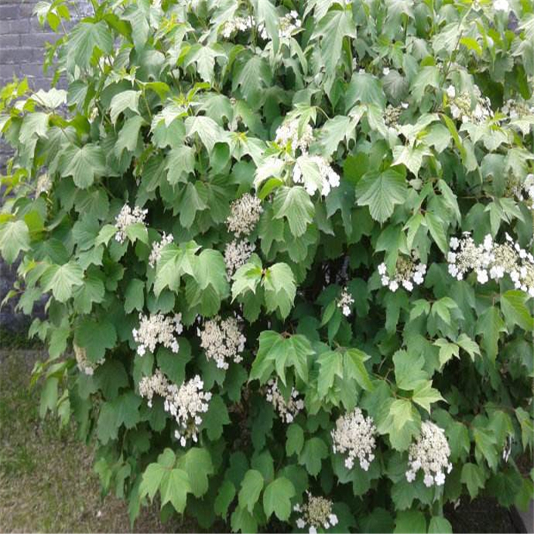 朝阳 批发天目琼花 佛头花工程苗 信赖推荐