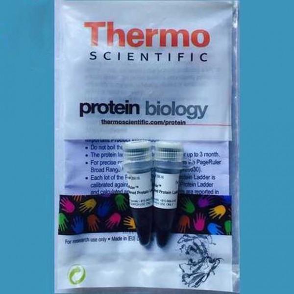 invitrogen 货号26617 预染蛋白marker thermo 26616 批发