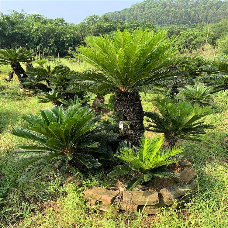 供应铁树海南多头苏铁物美价低基地直供