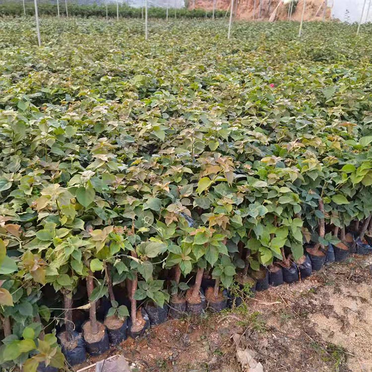 中国红勒杜鹃容器苗大红九重葛叶子花四季红三角梅杯苗多颜色