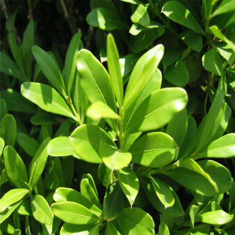 河北 小叶黄杨 小叶黄杨好货源 预留电话及时反馈