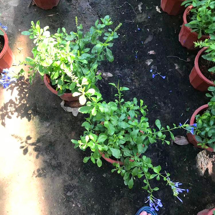 蓝雪花容器苗 云南观花蓝雪花苗 盆栽藤本爬墙植物