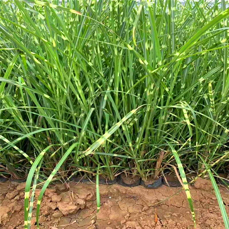 斑葉芒草四川矮生斑葉芒草苗斑葉芒基地