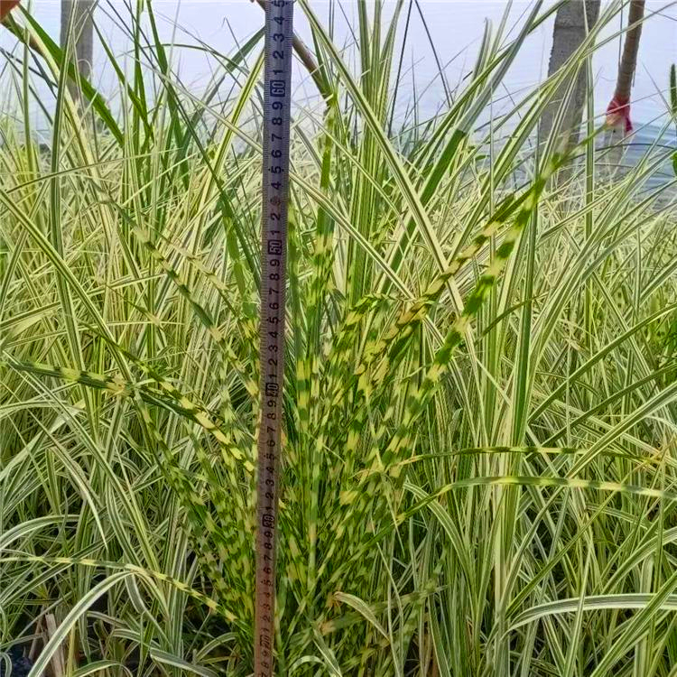 觀賞斑葉芒雲南斑葉芒小苗斑葉芒基地