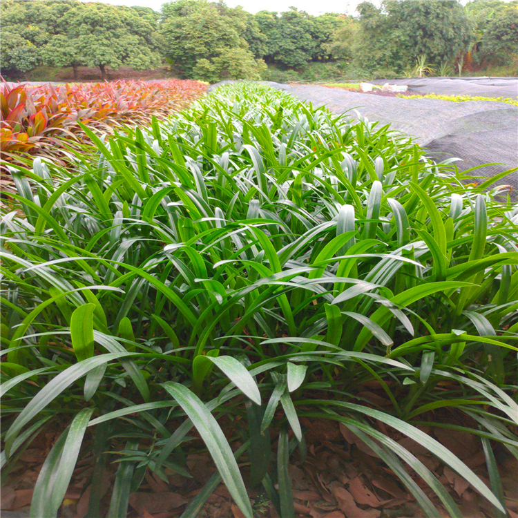 供应蜘蛛兰苗福建蜘蛛兰杯苗多种规格供应欢迎咨询