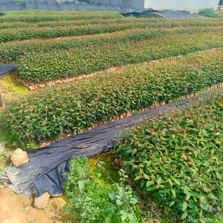 桉樹批發河北精品桉樹苗園林庭院綠化苗木