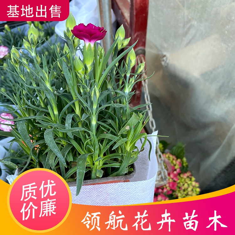 康乃馨领航康乃馨批发康乃馨花苗致电详询
