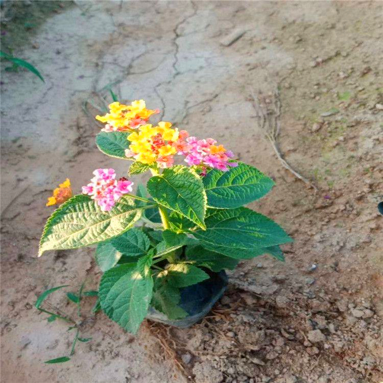 精品五色梅苗 山东五色梅报价 基地直供 量大成优