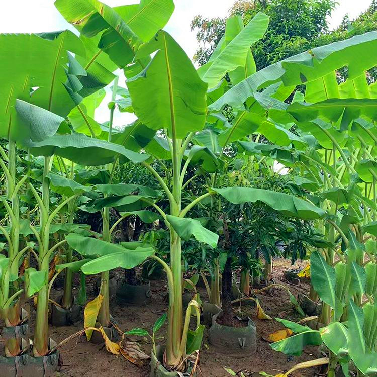 芭蕉樹容器苗 吉林芭蕉小苗 觀賞香蕉樹南方種植