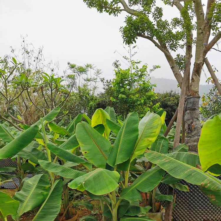 芭蕉樹容器苗浙江精品芭蕉樹苗芭蕉科植物大型景觀果樹