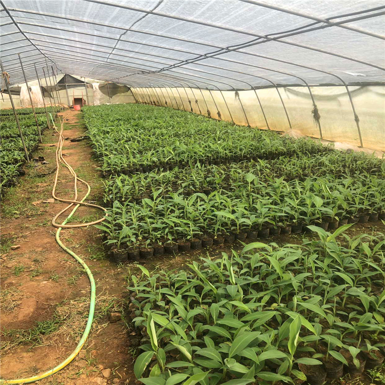 芭蕉樹容器苗 吉林芭蕉小苗 觀賞香蕉樹南方種植