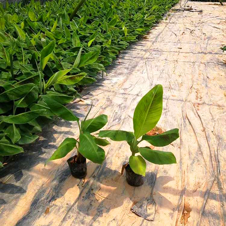 出售芭蕉苗 吉林米蕉袋苗 观赏香蕉树南方种植