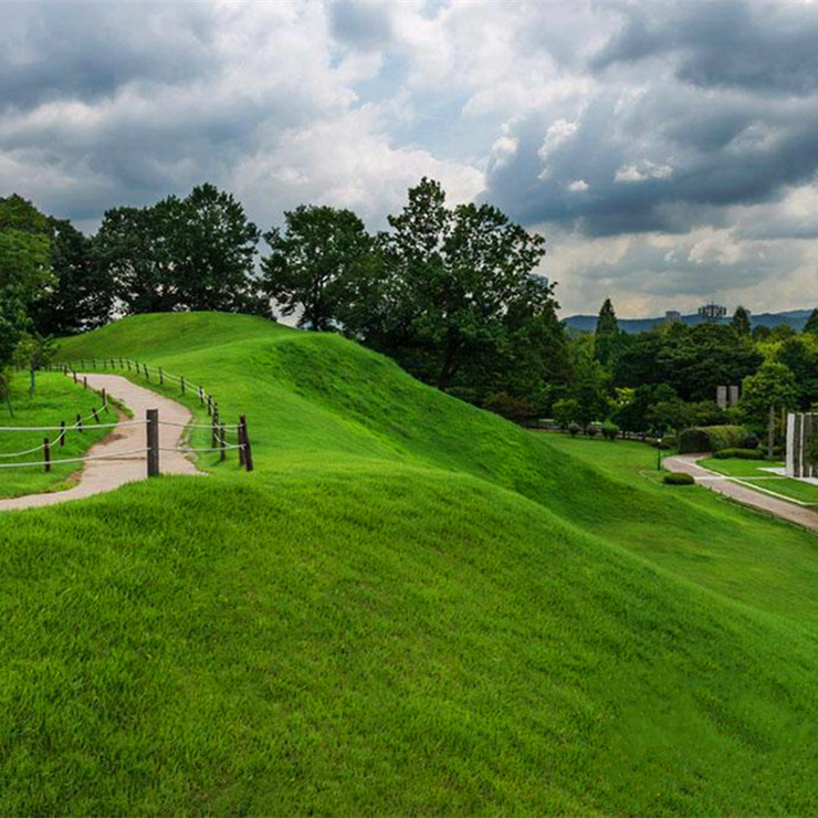 护坡草坪高羊茅种子公园小区绿化高羊茅种子基地批发