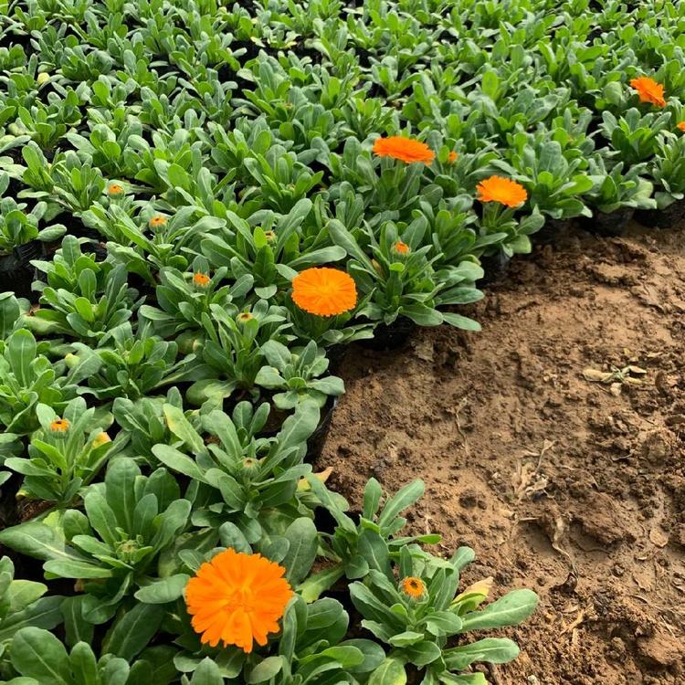德州 金盏菊小苗 金盏菊袋苗 植株分枝多