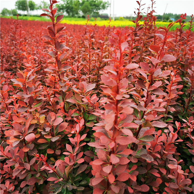 园林绿化苗木 红叶小檗苗 紫叶小檗 红叶小檗色块工程小苗 基地批发