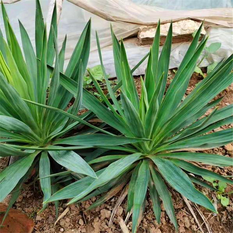多年生凤尾兰盆苗云南凤尾兰工程苗四季青庭院观赏绿化植物