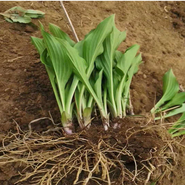 白花玉簪价格玉簪苗产地直发