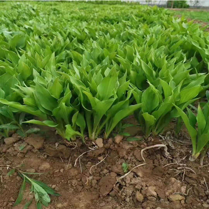 白花玉簪价格 玉簪花苗产地 大量出售金边玉簪