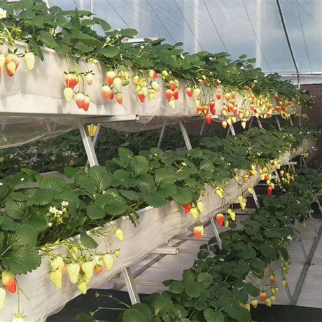 草莓种植槽大棚后墙立体种植槽