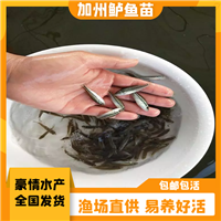 快大加州鲈鱼 淡水鲈鱼苗出售厂家 良种加州花货运全国