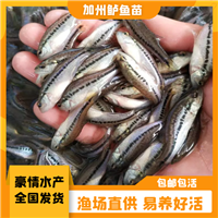 适应能力强鲈鱼苗养殖 淡水加州鲈鱼苗 加州水花苗出售
