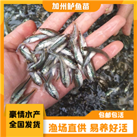 常年出售良种加州鲈鱼苗 驯料鲈鱼苗加州水花活力好