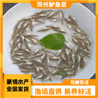 淡水加州鱼苗 优鲈3号鱼苗 路亚鱼苗加州鲈鱼苗水花苗 