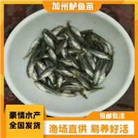生态养殖鲈鱼苗 高成活淡水加州水花苗 加州鲈鱼苗出售厂家