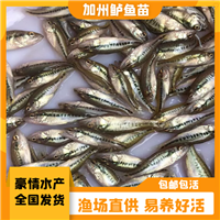 优良品种鲈鱼苗 优鲈1号鱼苗 加州鲈鱼苗水花出售