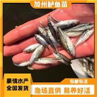 加州鲈鱼苗养殖 鲜活发货淡水鲈鱼苗 加州鲈鱼鱼苗健康无病 