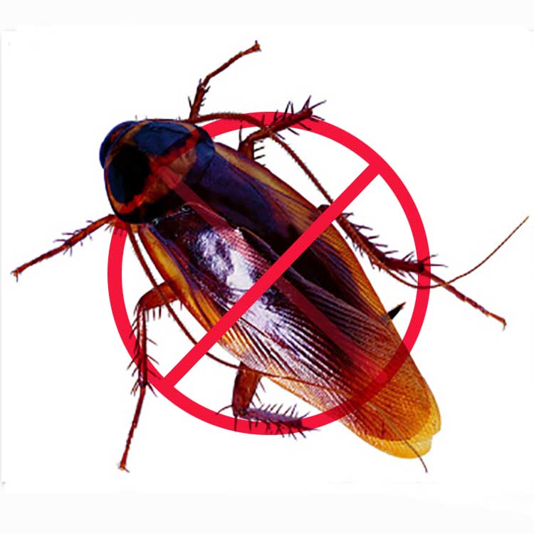 西安灭蟑螂公司