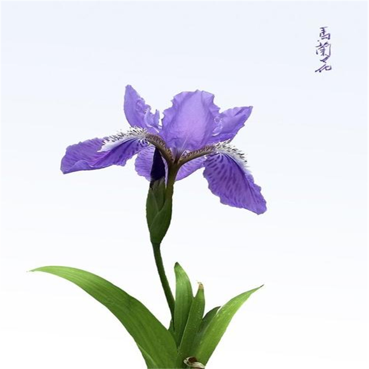 马兰花基地马兰花批发供应商