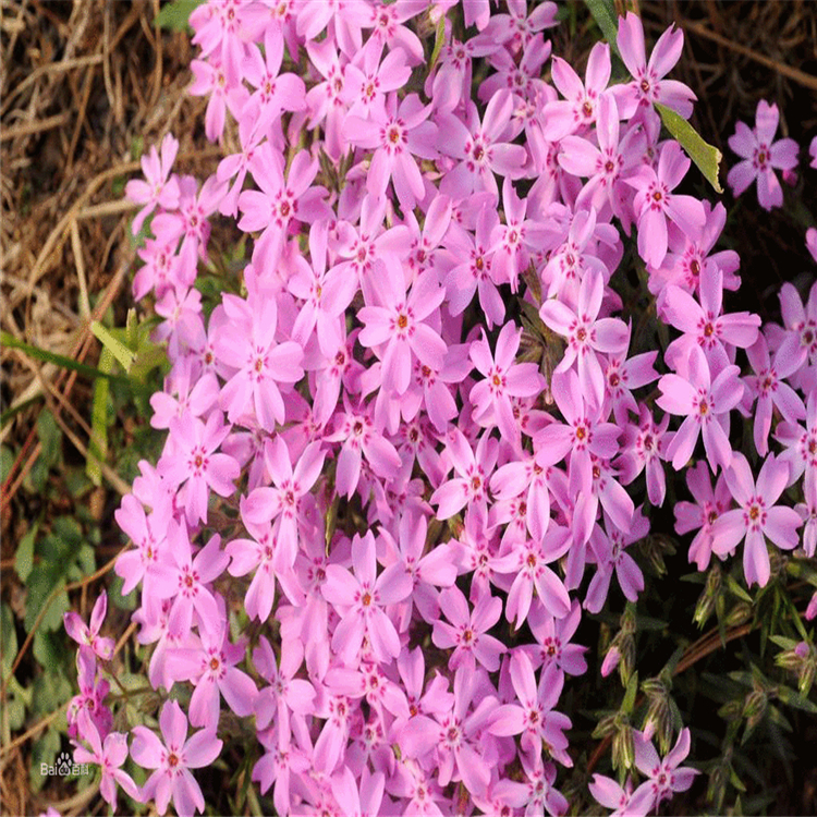 盛世苗圃 芝樱苗 芝樱小苗 批发_值得信赖