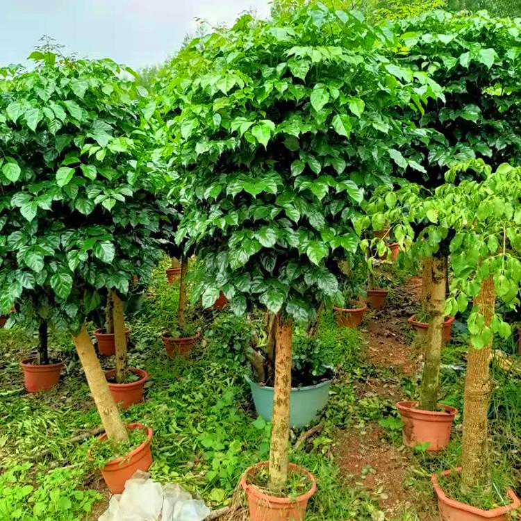 出售幸福树湖北幸福树报价基地直供规格齐全