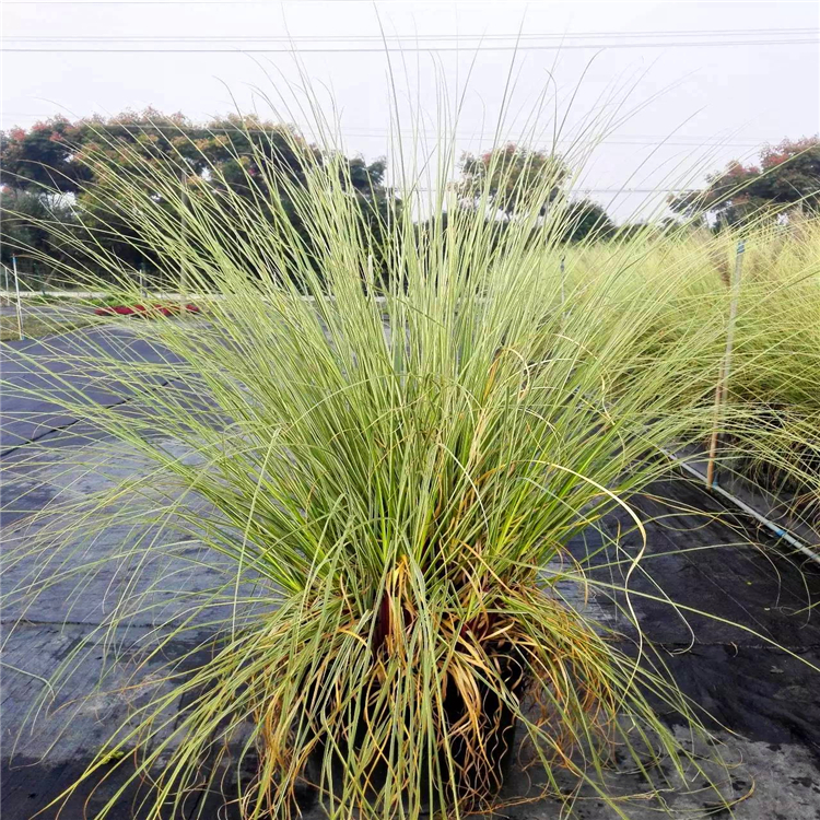 供应水生植物漳州多年生紫穗狼尾草观赏草地被花境花坛植物