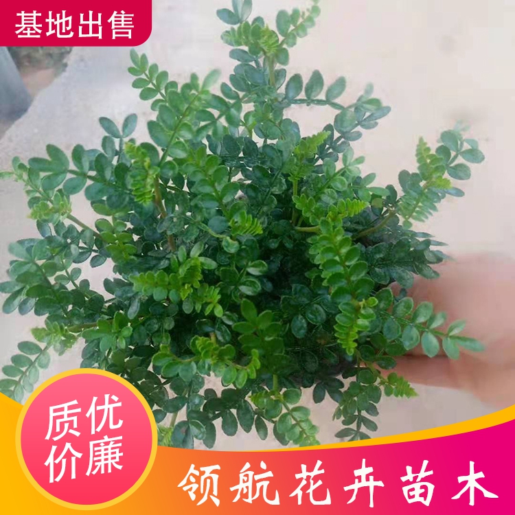 出售清香木領航清香木價格批發清香木小苗