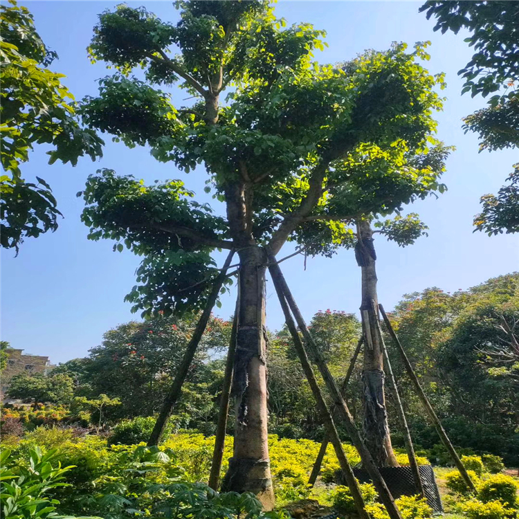 秋枫树简介(秋枫树简介标识图片)