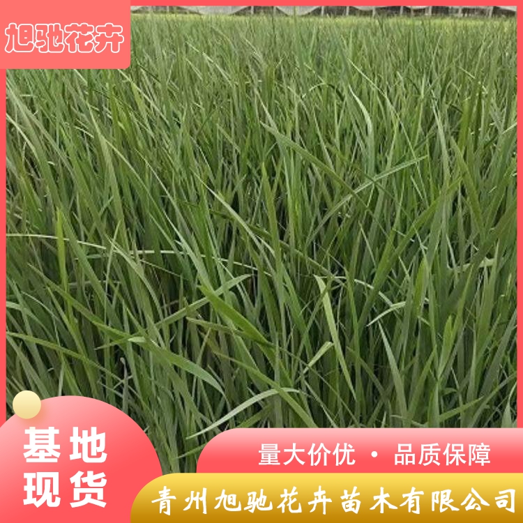 马兰马兰花报价旭驰马兰花幼苗马兰花批发基地